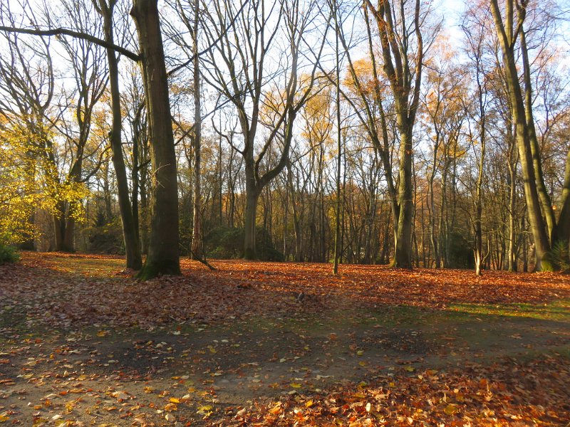 Geografisches Arboretum Rombergpark am 17,102018 (14)